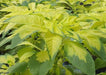 Amaranthus FLOWERS Seeds -(Yellow) - Caribbeangardenseed