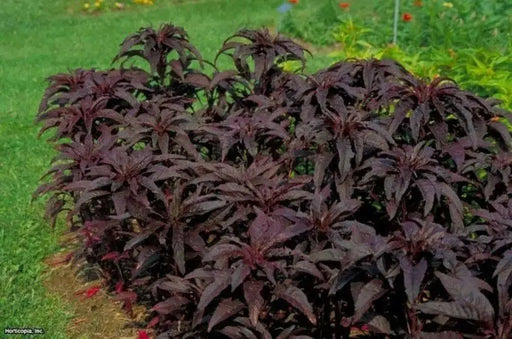 Amaranthus Seeds- Early Splendor,ANNUAL FLOWERS - Caribbean garden seed
