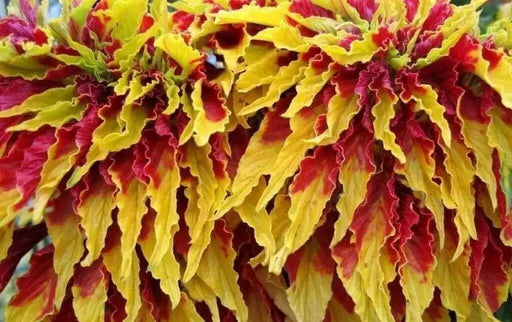 Amaranthus Seeds - Perfecta  (Amaranthus Tricolor ) Tall Yellow And Red Bright Foliage Plant - Caribbean garden seed