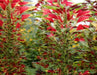 Amaranthus Seeds - Perfecta (Amaranthus Tricolor ) Tall Yellow And Red Bright Foliage Plant - Caribbeangardenseed