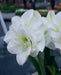 Amaryllis AMADEUS (BULBS) DOUBLE  FLOWERS,GREAT GIFT - Caribbean garden seed