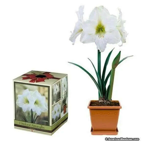 holiday Amaryllis Assorted Pre-potted (Growing Kit - Bulb/Pot/Soil) - Caribbeangardenseed