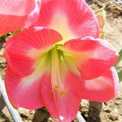 Amaryllis Cape Horn (BULBS) DOUBLE FLOWERS,GREAT GIFT - Caribbeangardenseed