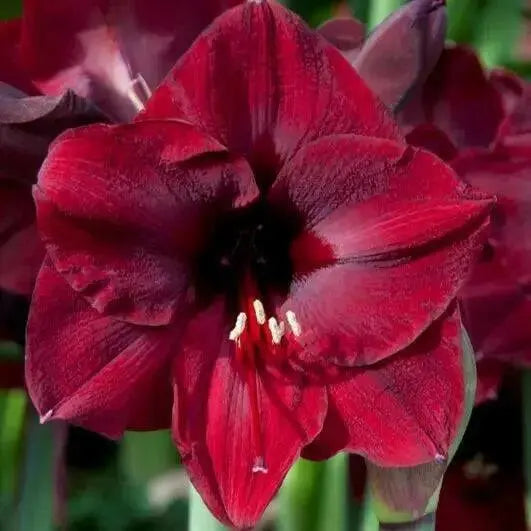 Amaryllis Carmen (BULBS) RED FLOWERS,GREAT GIFT - Caribbean garden seed