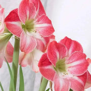 Amaryllis Cherry Blossom (BULBS) DOUBLE  FLOWERS,GREAT GIFT - Caribbean garden seed