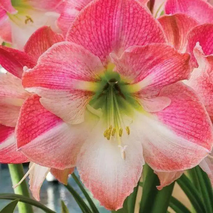 Amaryllis Cherry Blossom (BULBS) DOUBLE  FLOWERS,GREAT GIFT - Caribbean garden seed