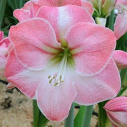 Amaryllis Cherry Blossom (BULBS) DOUBLE  FLOWERS,GREAT GIFT - Caribbean garden seed