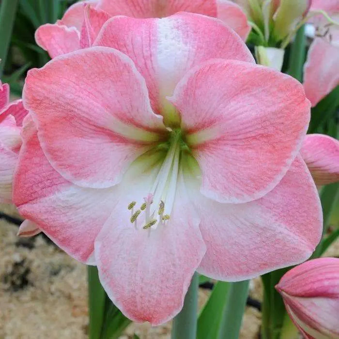 Amaryllis Cherry Blossom (BULBS) DOUBLE FLOWERS,GREAT GIFT - Caribbeangardenseed