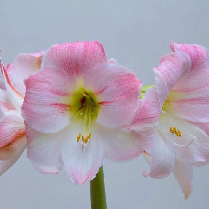 Amaryllis Cherry Blossom (BULBS) DOUBLE FLOWERS,GREAT GIFT - Caribbeangardenseed