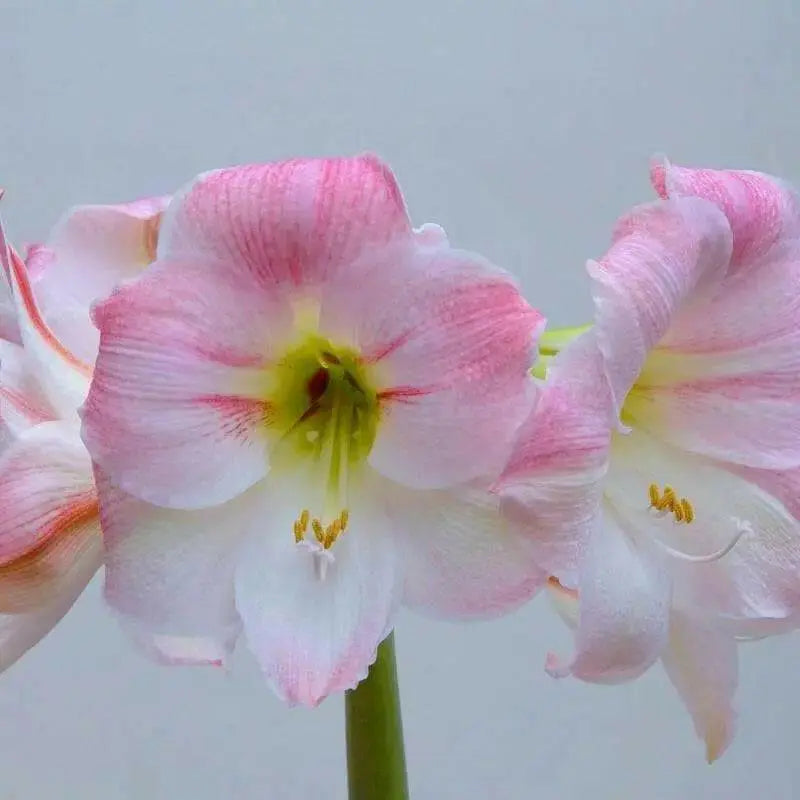 Amaryllis Cherry Blossom  (BULBS) DOUBLE  FLOWERS,GREAT GIFT - Caribbean garden seed