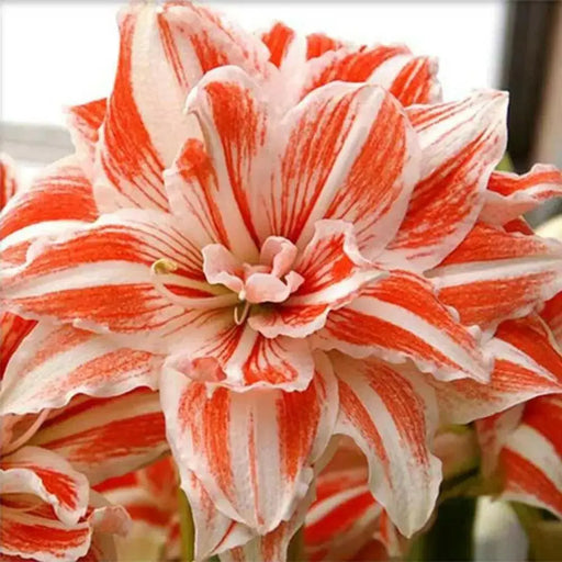 Amaryllis Double SPLASH ( BULB) FLOWERS,GREAT GIFT - Caribbean garden seed