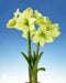 Amaryllis Dutch Yellow Star (BULBS)  FLOWERS,GREAT GIFT - Caribbean garden seed