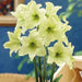 Amaryllis Dutch Yellow Star (BULBS) DOUBLE FLOWERS,GREAT GIFT - Caribbeangardenseed