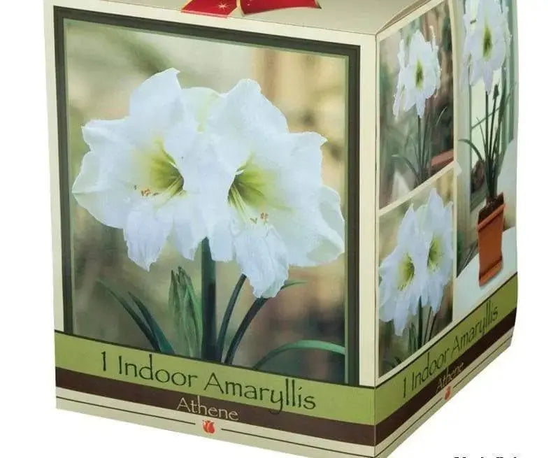 Amaryllis Indoor growing Kit: Bulb Pot & Soil ,Make great Gift - Caribbeangardenseed