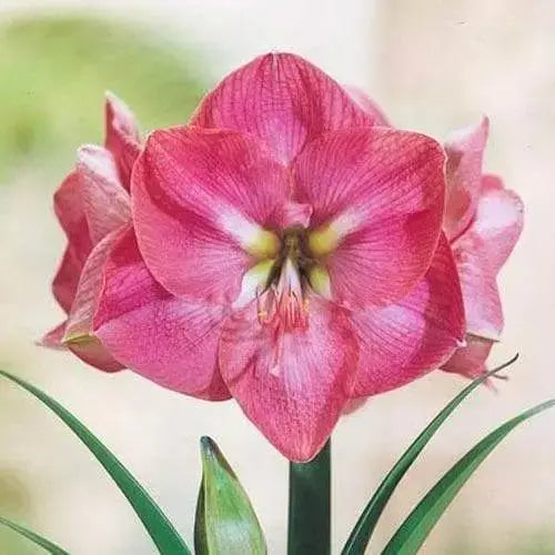 Amaryllis Indoor growing Kit: Bulb Pot & Soil ,Make great Gift - Caribbeangardenseed