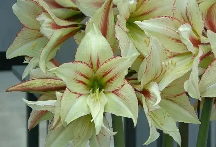 Amaryllis MAGIC GREEN (BULBS)  FLOWERS,GREAT GIFT - Caribbean garden seed