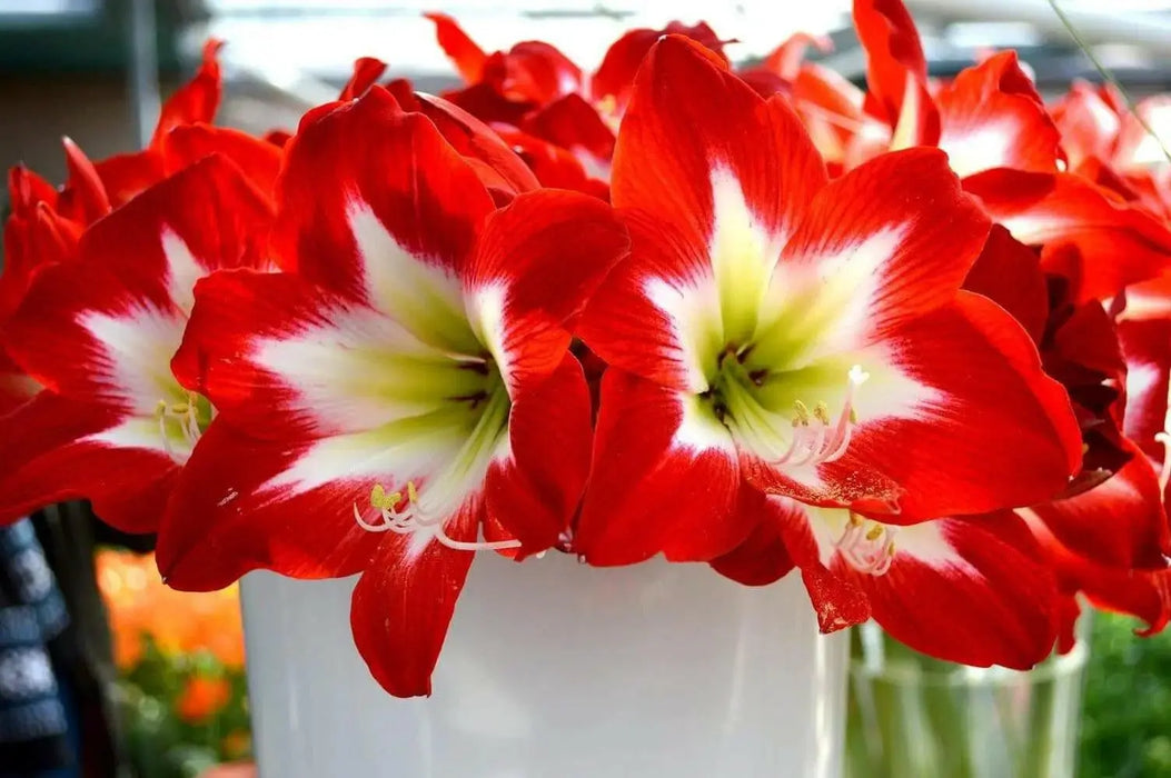 Amaryllis Minerva ,bulbs, Great Gift Item - Caribbean garden seed