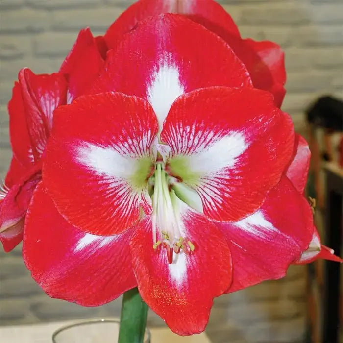 Amaryllis Monte Carlo ,bulbs, Great Gift Item - Caribbeangardenseed