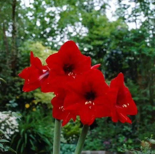 Amaryllis Peruvian Red Fantasy(BULBS) DOUBLE  FLOWERS,GREAT GIFT - Caribbean garden seed