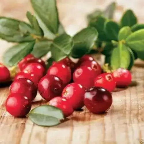 American Cranberry seeds - Caribbean garden seed