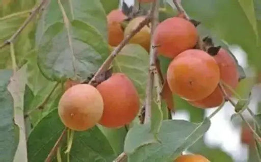 American Persimmon SEEDS, FRUIT TREE - Caribbean garden seed