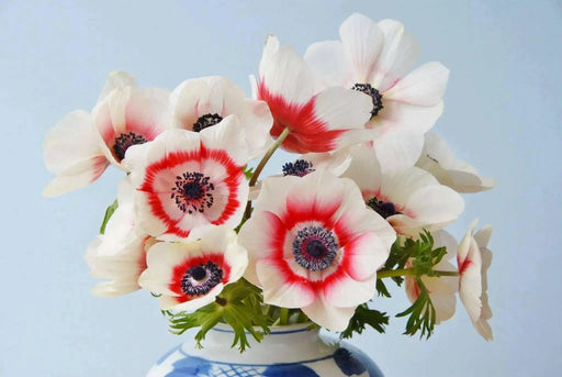 Anemone  Bi-Color, Deer-resistant . Hardy Perennial flowers - Caribbean garden seed