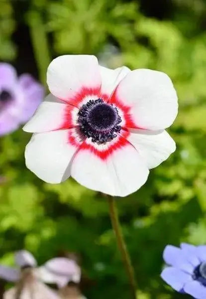 Anemone de Caen Bi-Color, Deer-resistant . Hardy Perennial - Caribbeangardenseed