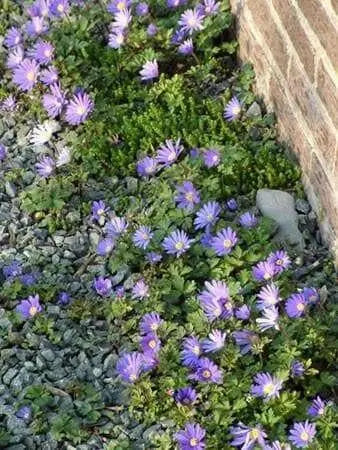 Anemone Blanda  Bulb (Blue Windflower ) Perennial - Caribbean garden seed