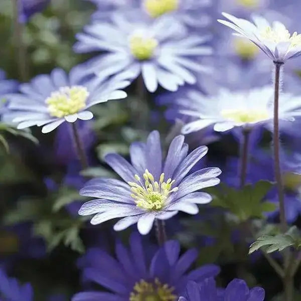 Anemone Blanda  Bulb (Blue Windflower ) Perennial - Caribbean garden seed