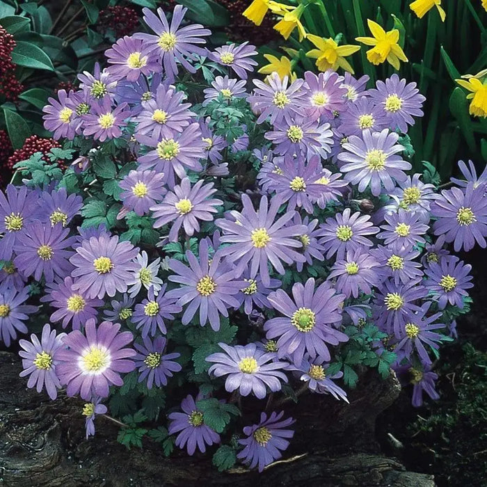 Anemone Blanda Flowers Bulb Blue Shade, Windflowe Plant ,Hardy Perennial - Caribbeangardenseed