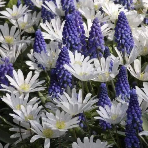 Anemone blanda,& Muscari ,Ocean Magic Mix - Caribbeangardenseed