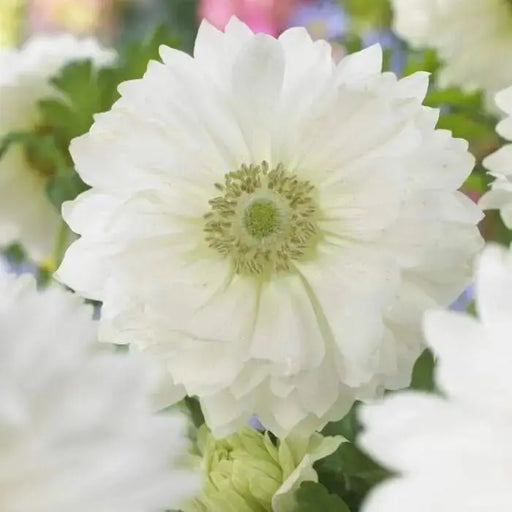 Anemone Bulbs - white, Mount Everest Anemone coronaria - Very Hardy Perennial - Caribbeangardenseed