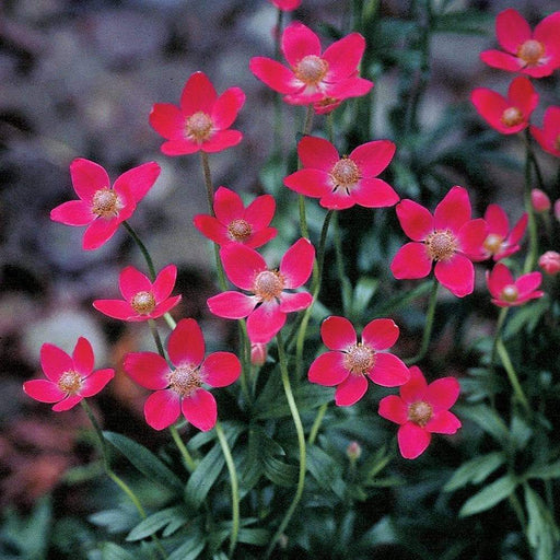 Anemone Flowers Seeds- Rubra, attractive to bees, butterflies and birds. - Caribbeangardenseed