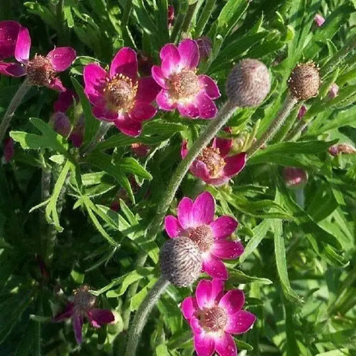 Anemone Flowers Seeds- Rubra, attractive to bees, butterflies and birds. - Caribbeangardenseed