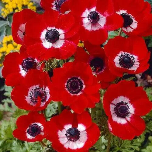 Anemone Hollandia- FALL BULBS,Very Hardy Perennial - Caribbeangardenseed