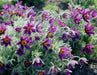 Anemone Pasque Flowers Seeds-VIOLET-BLUE PULSATILLA - Caribbeangardenseed