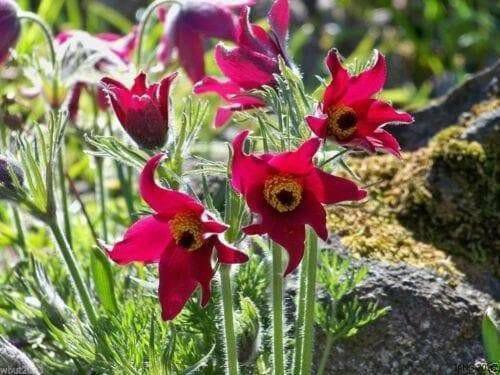 ANEMONE PULSATILLA Seeds~Red Bell (Pasque Flowers) 50 seeds ,Perennial !