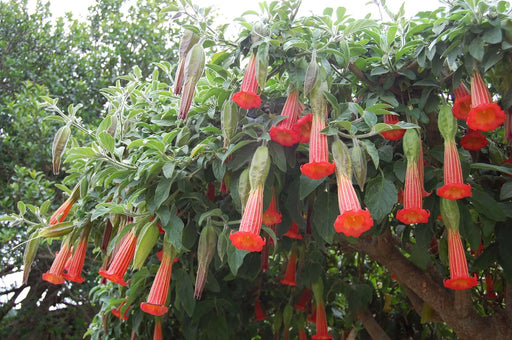 ANGEL TRUMPET RED (Brugmansia) Tropical Beauty Seeds - Caribbean garden seed