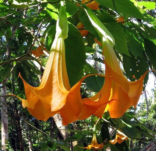 Angel Trumpet SEEDS - brugmansia suaveolens orange glory,Huge, Fragrant Trumpet flowers