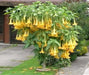 Angel Trumpet Yellow - TROPINCAL Flowers Seeds - Caribbean garden seed