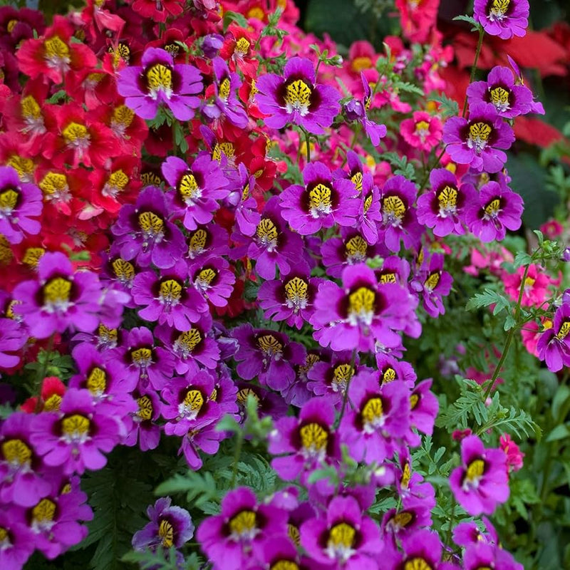 Angel Wings Mixed Butterfly Flower Seeds - Caribbean garden seed