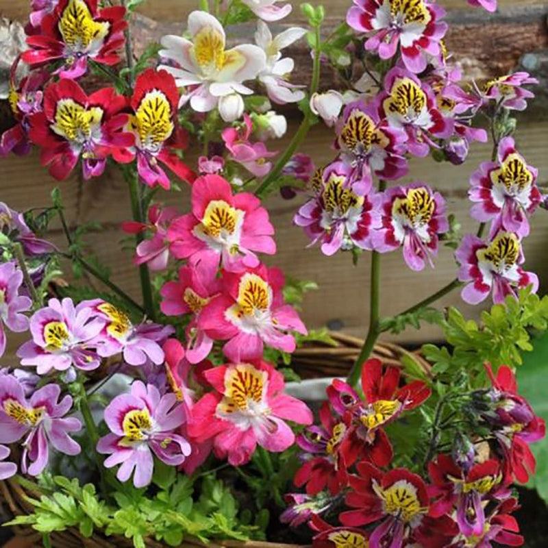 Angel Wings Mixed Butterfly Flower Seeds - Caribbean garden seed