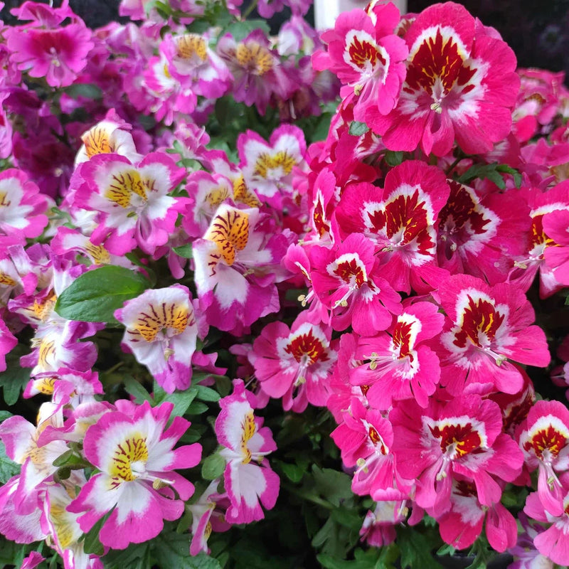 Angel Wings Mixed Butterfly Flower Seeds - Caribbean garden seed
