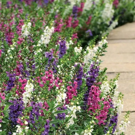 Angelonia Seeds - Mix - Caribbeangardenseed