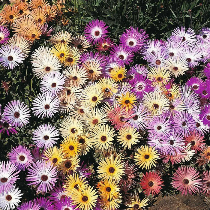 Annual Iceplant, Mixed (Dorotheanthus bellidiformis) ,Succulent - Caribbean garden seed