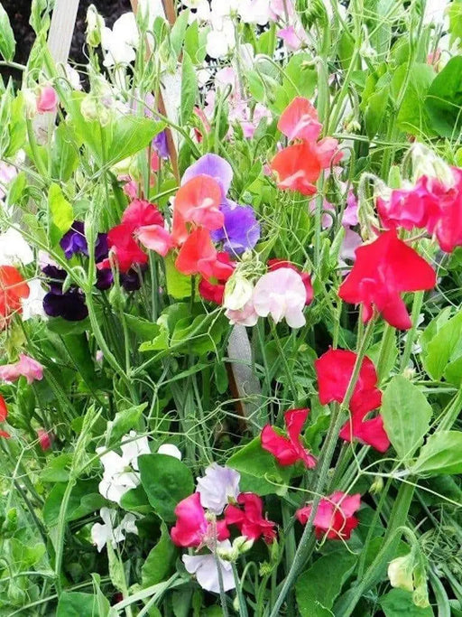 Annual Sweet Pea ,Heirloom Mix - Caribbean garden seed