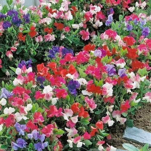 ANNUAL Sweet Pea VINE ‘Knee High Mix’ - Caribbeangardenseed