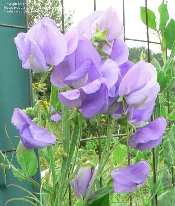 ANNUAL Sweet Peas Seeds -Royal LAVENDER ,Flowers Vine - Caribbeangardenseed