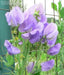 ANNUAL Sweet Peas Seeds -Royal LAVENDER ,Flowers Vine - Caribbean garden seed