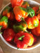 Antiguan Scotch Bonnet Pepper Seeds ( Capsicum chinense ) CARIBBEAN PRODUCT - Caribbeangardenseed